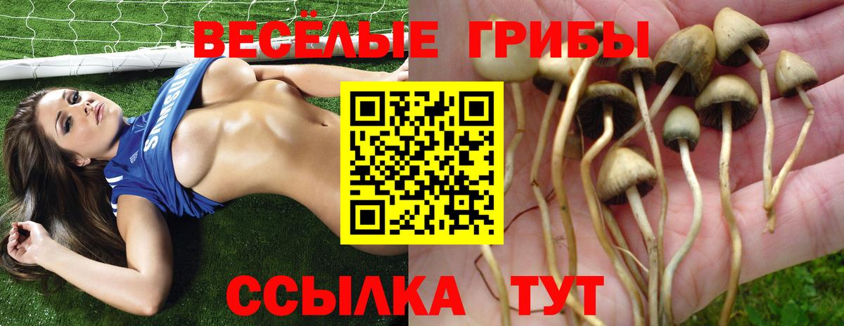 Ступино  Галлюциногенные грибы Psilocybe  Вход с VPN 